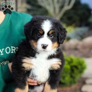 Prince, Bernese Mountain Dog Puppy